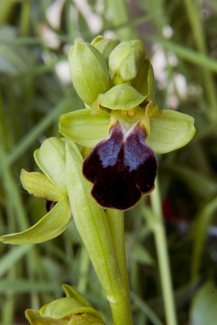 Ophrys lucana